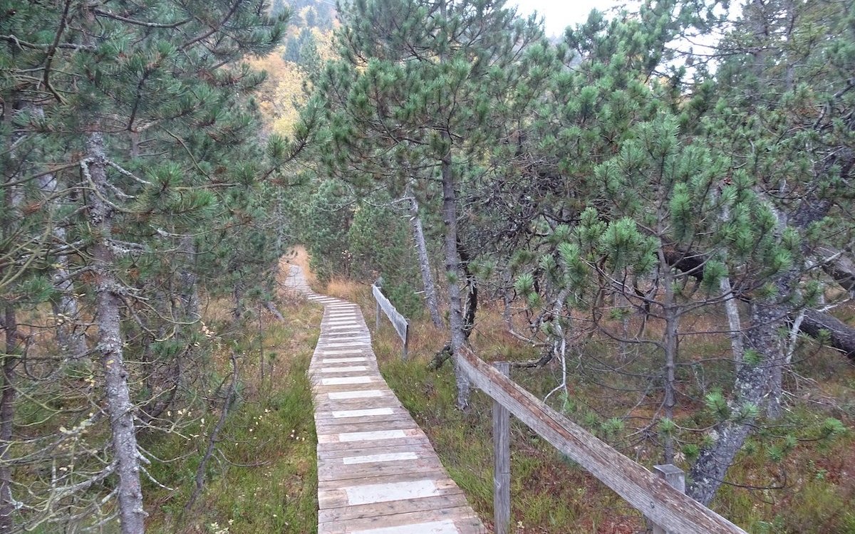 Holzstege führen durch das Hochmoor bei Les Pléiades im Waadtland. 