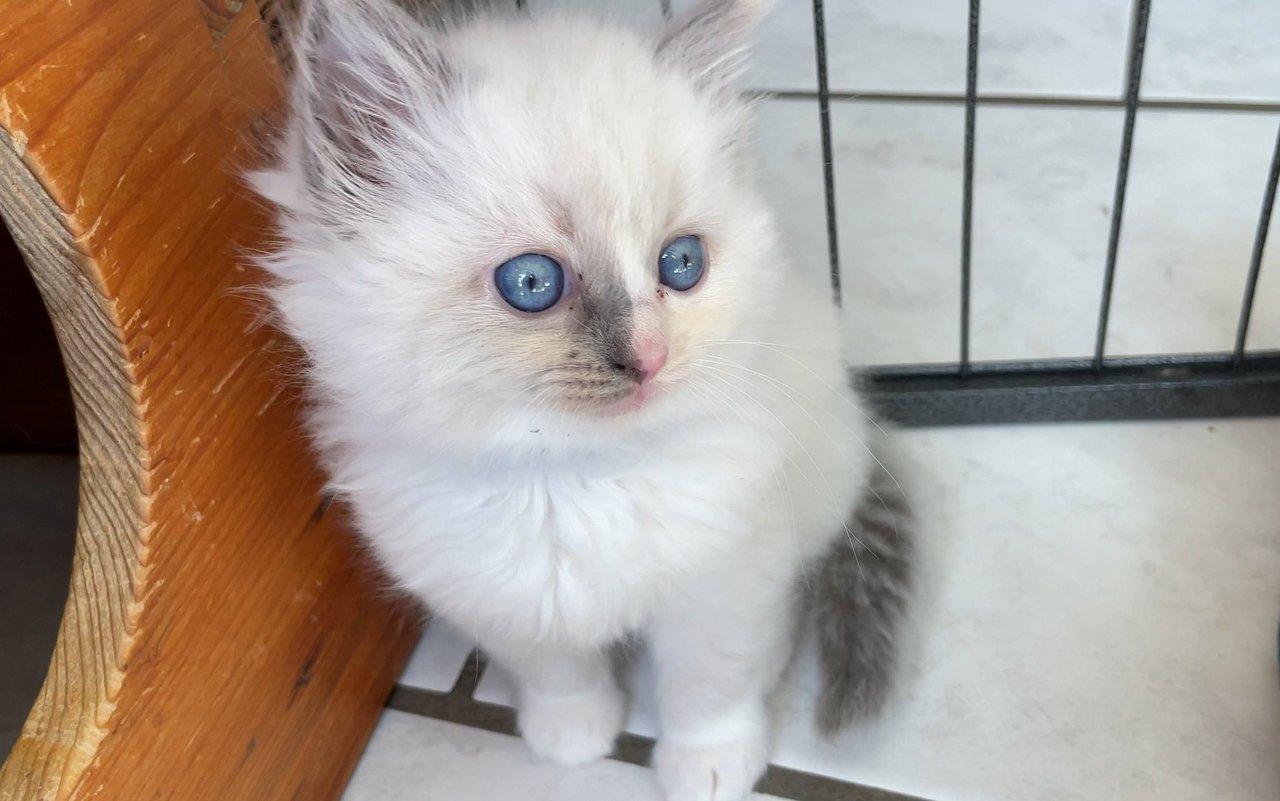 Ein Kitten der Zucht Ragdolls von Buchsee.