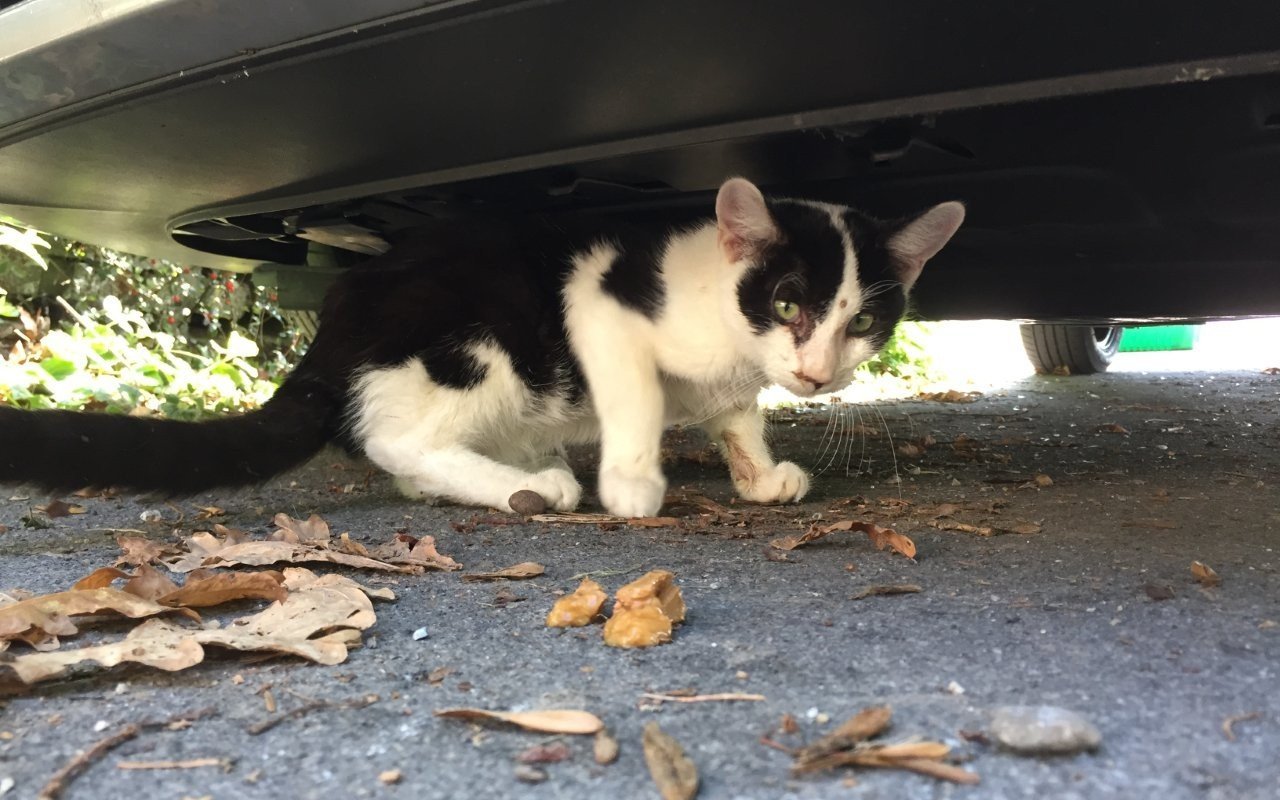 Über 220'000 Streunerkatzen leben in der Schweiz.