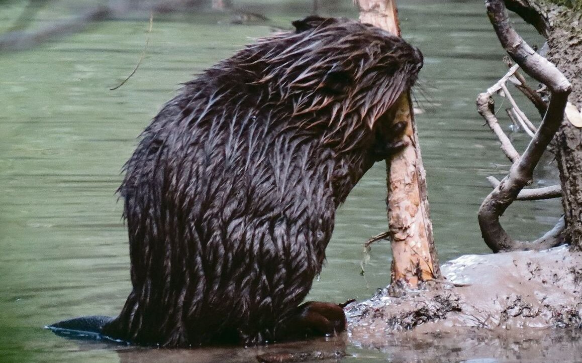 Guten Appetit! Genüsslich knabbert dieser Biber an einer Baumrinde.