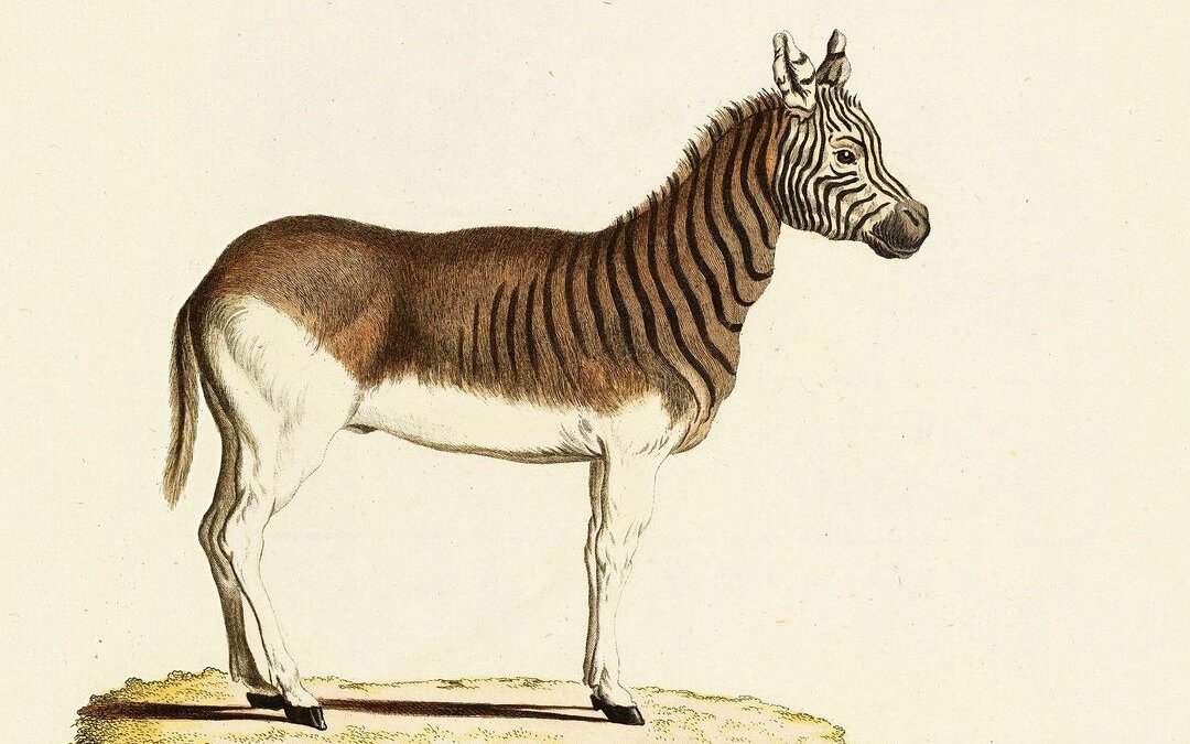 Das letzte Quagga starb 1883 in Amsterdam.