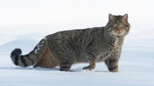 wildkatze-tier-des-jahres.jpg