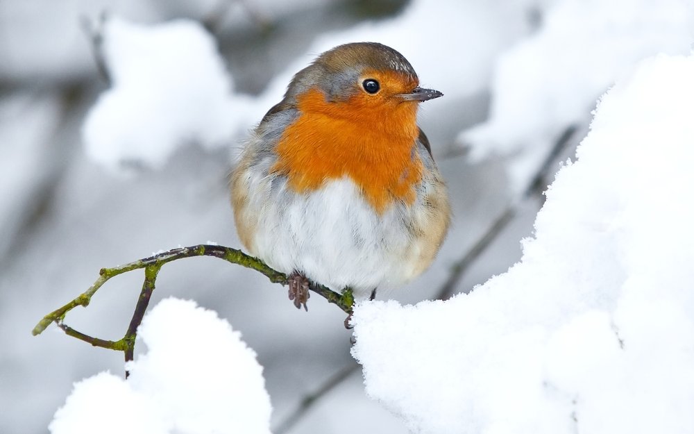 Rotkehlchen fallen auf mit der leuchtend roten Brust im Winterschnee. 