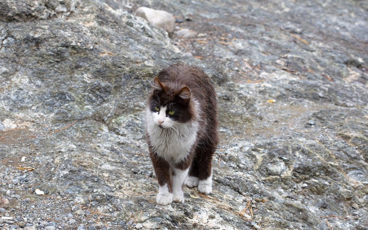 Viele verwilderte Katzen befinden sich in schlechtem Zustand und verbreiten Krankheiten.