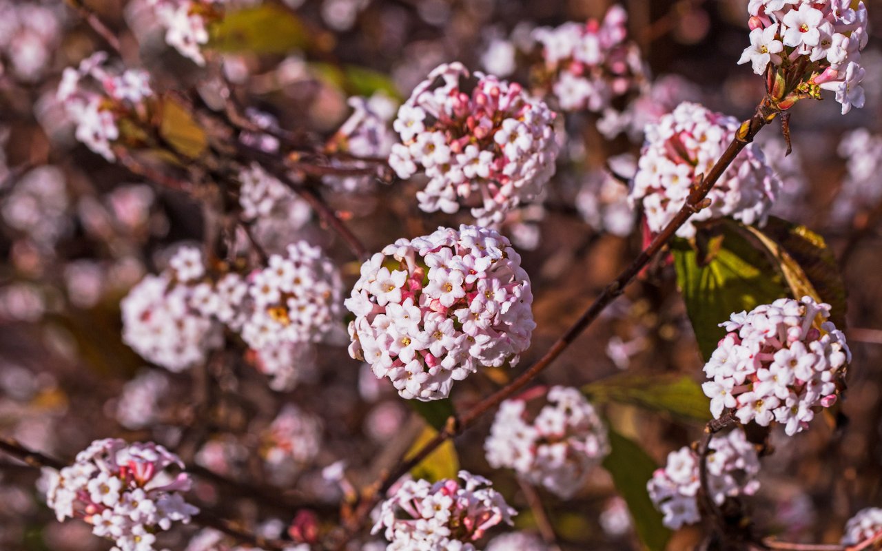 Winterschneeball (Viburnum x bodnantense