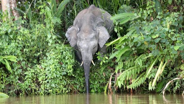 Elefant auf Borneo