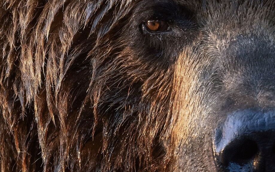 Der Bär hat kleine Augen und einen ausgeprägten Geruchssinn. Er ist ein Sohlengänger, setzt also die ganze Tatze auf den Boden. 