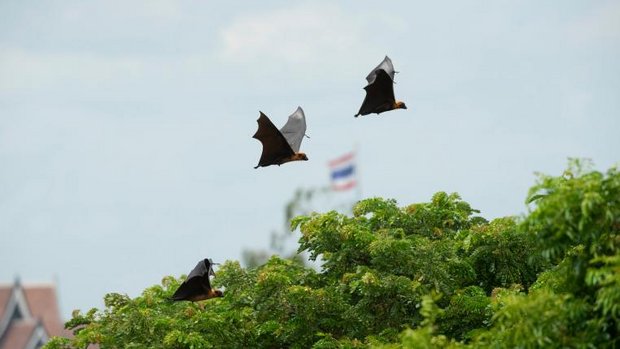 Flughunde fliegen über Bäume
