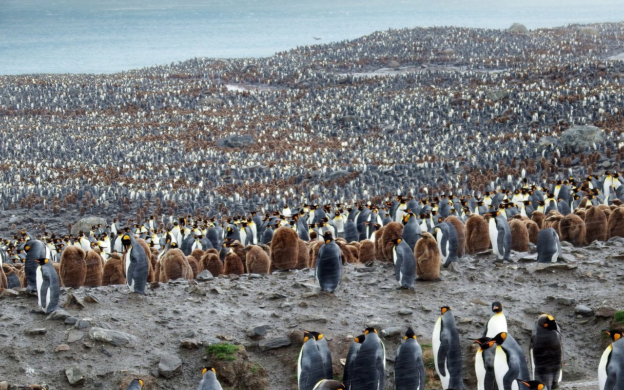 Bei so vielen Pinguinen kann man leicht den Überblick verlieren. 