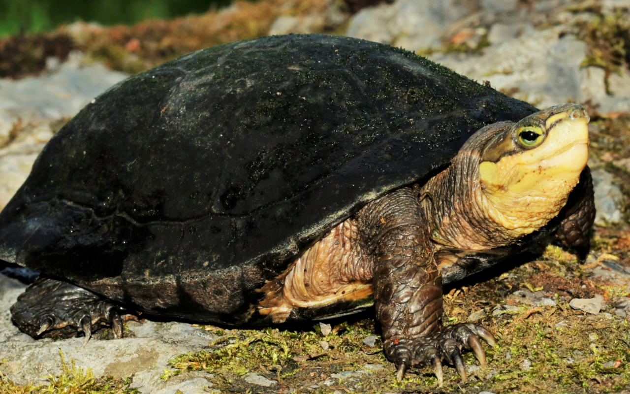 Die Zhous Scharnierschildkröte wurde in der Natur bisher nie gefunden. 