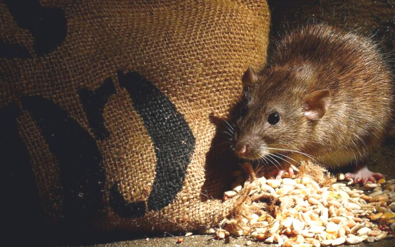 Ratten gehören zu den klassischen Kellertieren.