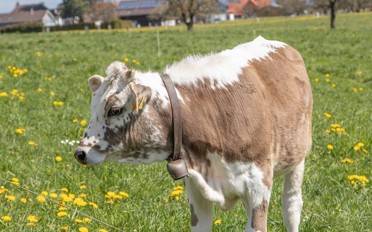 Blüem-Kälber sind immer eine schöne Überraschung und verkaufen sich bestens.