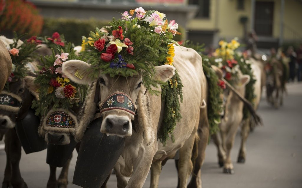 Alpabfahrt nach Schüpfheim in der UNESCO Biosphäre Entlebuch.