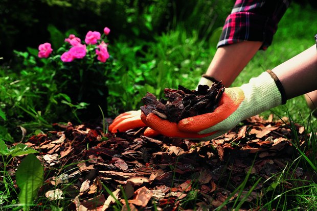 Mulch verhindert nicht nur das Wachstum von Unkraut, sondern dient je nach Material langfristig auch als Dünger.