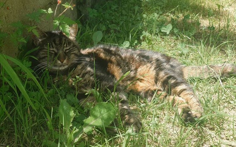 Luna lebt ein zufriedenes Leben – auch wenn sie nichts mehr hört.