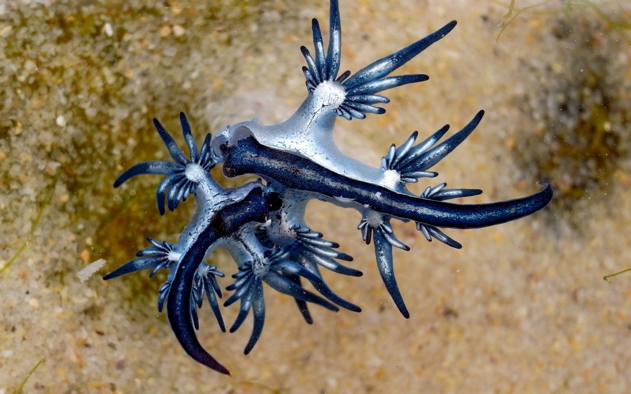 Die Blaue Ozeanschnecke sieht aus wie ein Mini-Drache. 