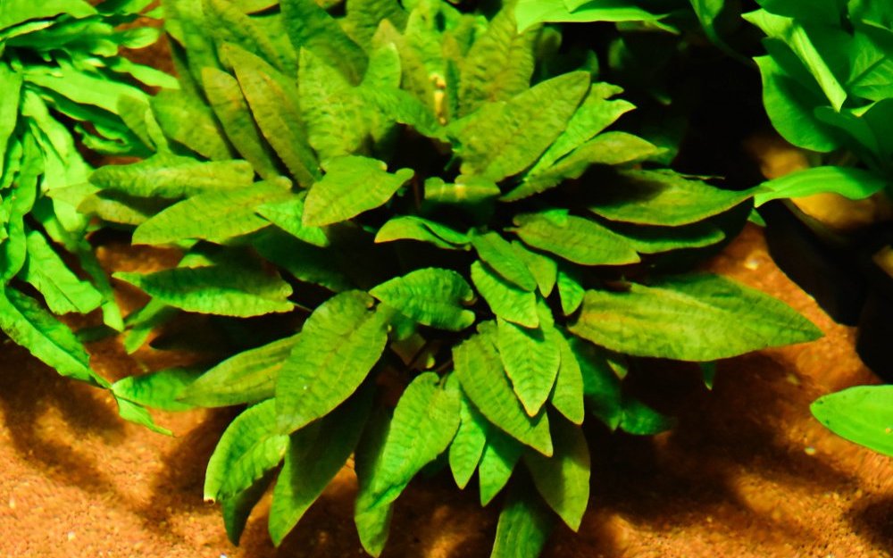 Wasserkelche (Cryptocoryne sp.) wachsen eher langsam, benötigen darum aber auch weniger CO2. 