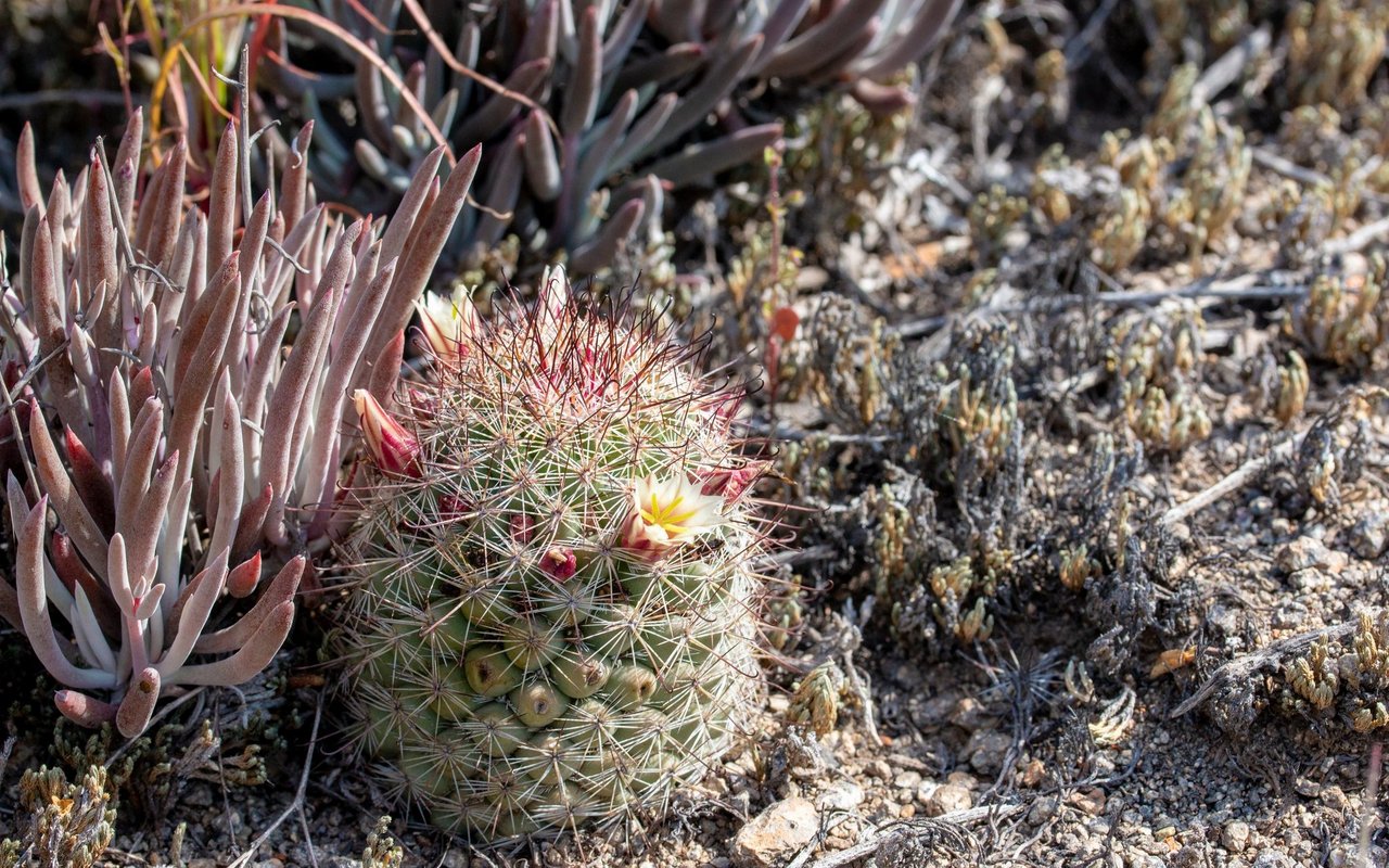 Ein Kaktus der Gattung Mammillaria inmitten einer attraktiven Trockenvegetation.