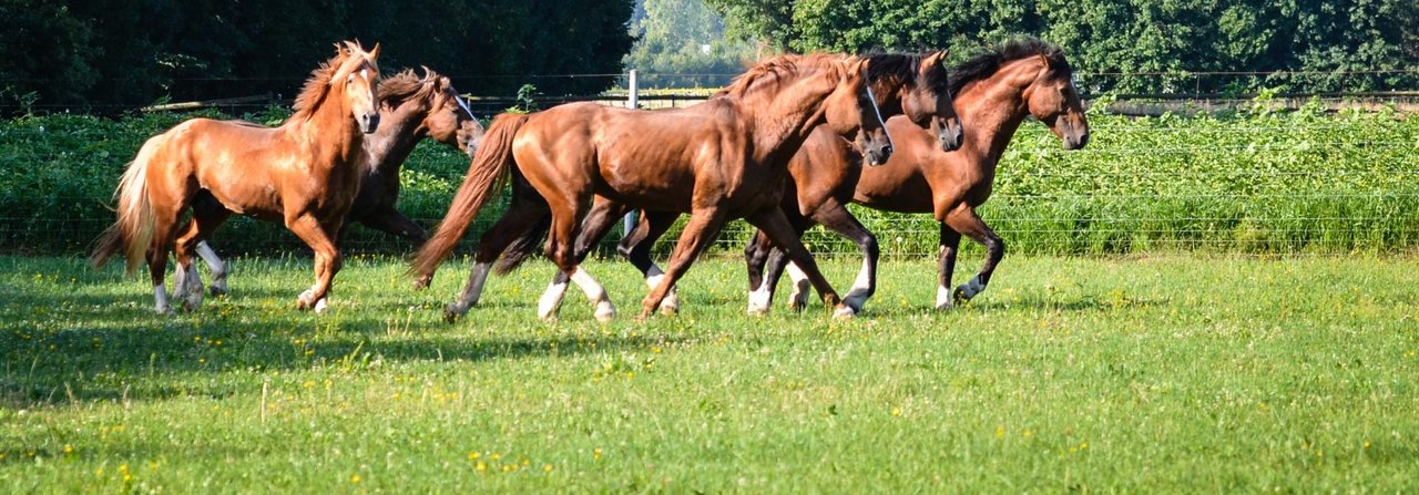 Deckhengste in Gruppenhaltung im Schweizer Nationalgestüt in Avenches VD.