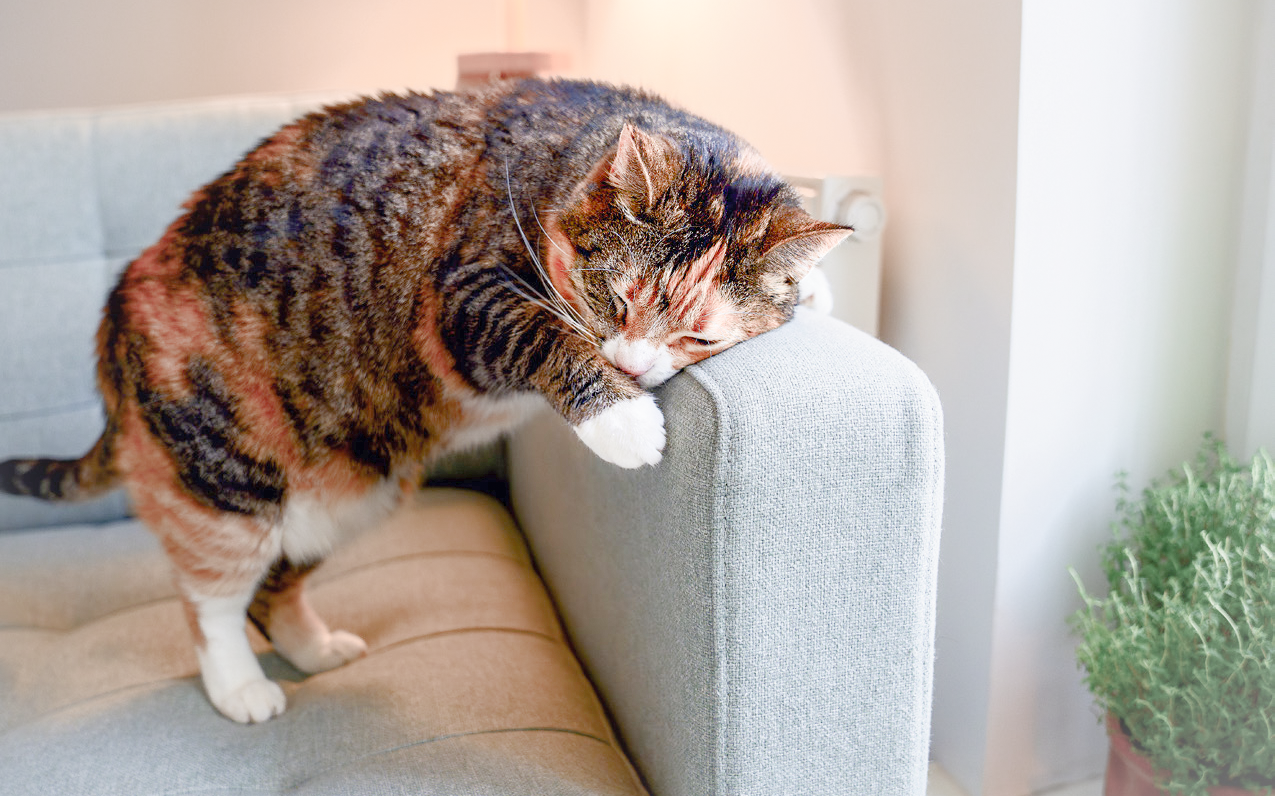 Die Katze nutzt chemische Signale für die Kommunikation.