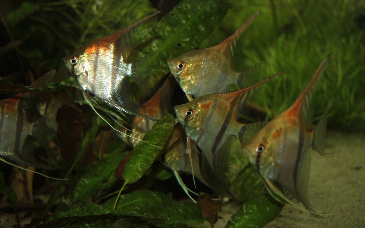 Ein wunderbarer Schwarm von natürlich gefärbten Skalaren im Aquarium. 