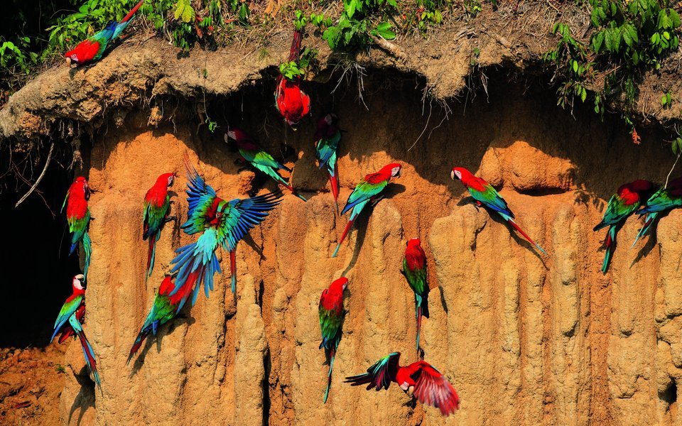 Dunkelrote Aras an der Lehmlecke im Regenwald Perus. 