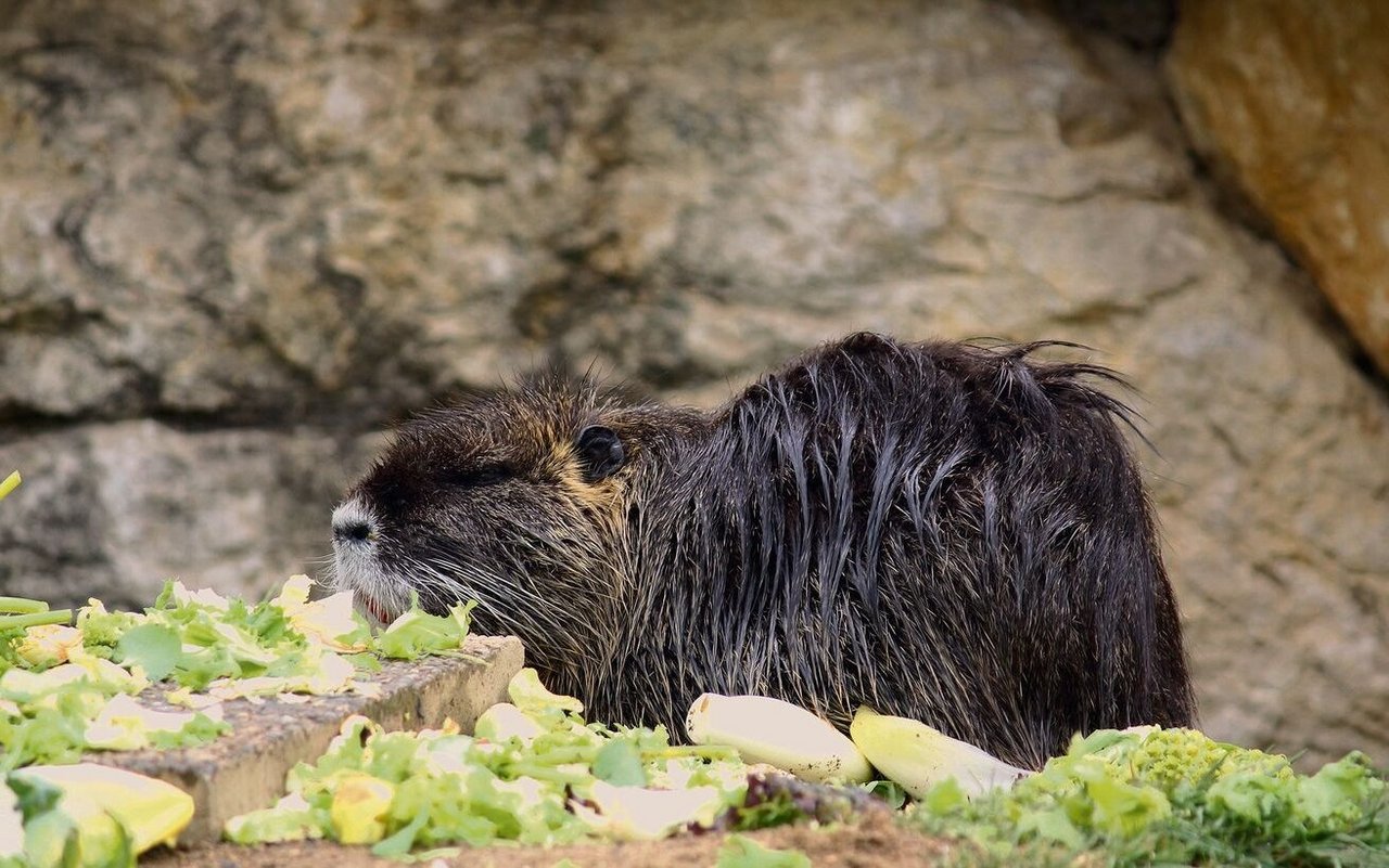 Das Nutria ist einer der wenigen Exoten im Zoo La Garenne.