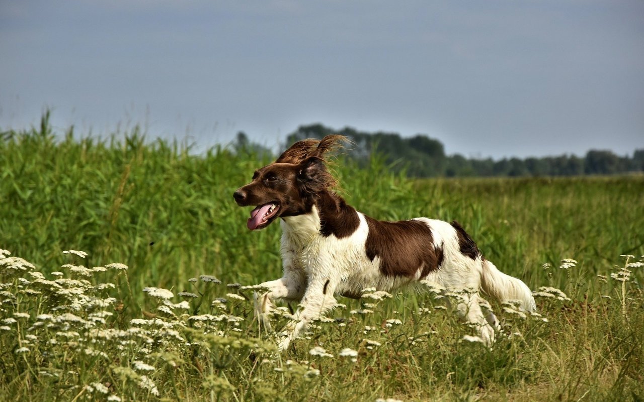 Durch das Gebell des Jagdhundes kann sich ein Jäger besser orientieren. 