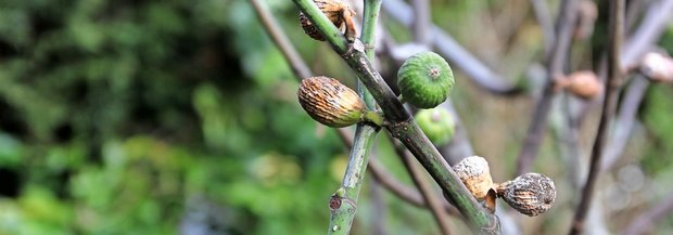 Feigenbaum