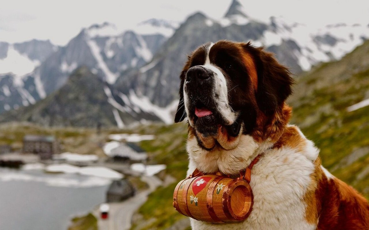 In Wahrheit trugen Bernhardiner kaum Schnapsfässchen, sondern nur in der Legende.