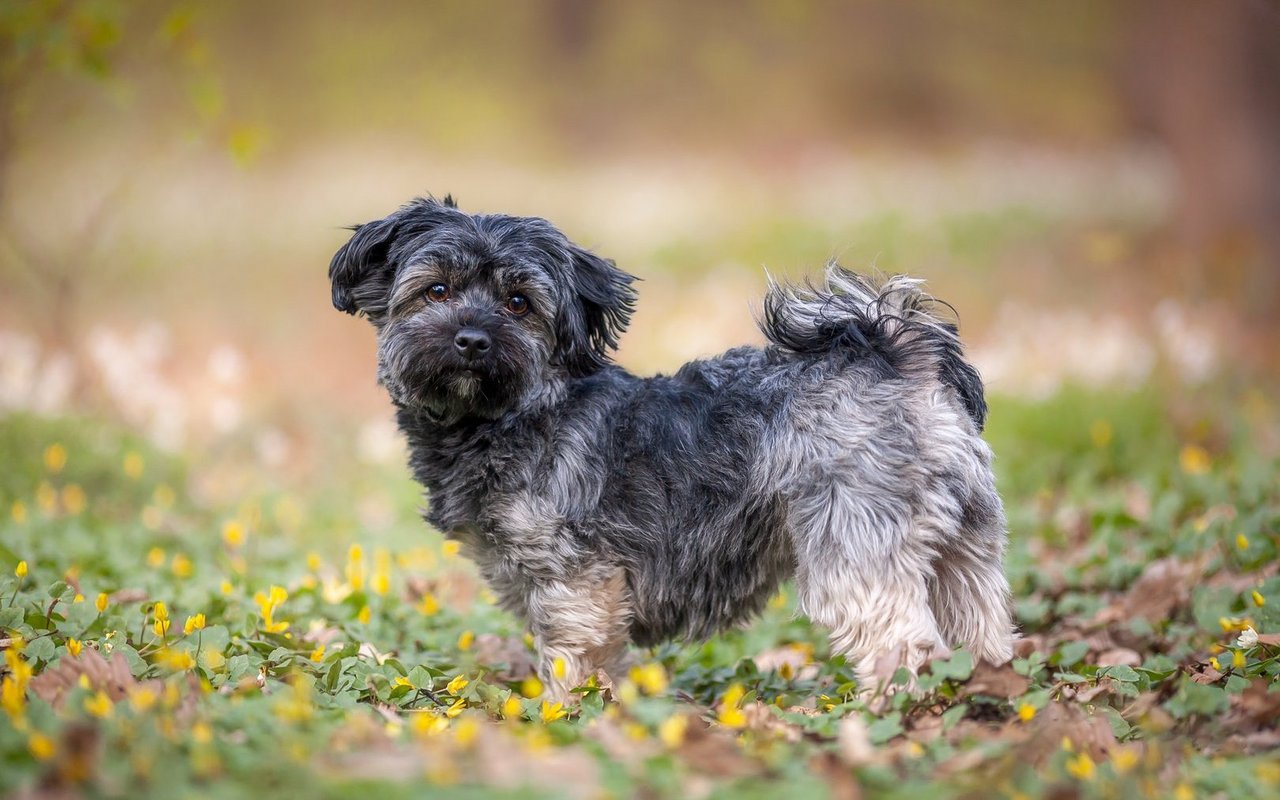 Der Havaneser besitzt ein seidiges, gewelltes Fell, das üppig werden kann – mit einem regelmässigen Haarschnitt ist es jedoch leichter zu handhaben.