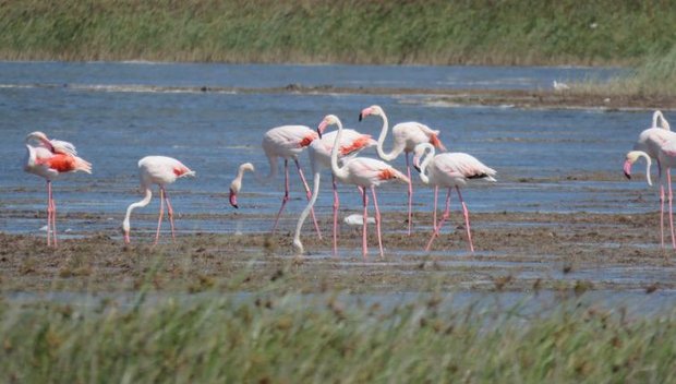 Rosaflamingos in der Camargue