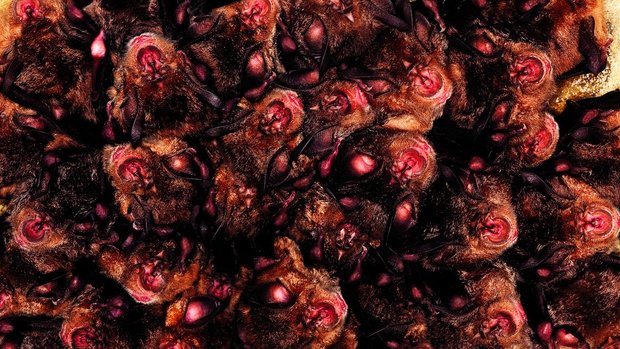 Nur wenige Kolonien der Grossen Hufeisennase sind in der Schweiz bekannt.