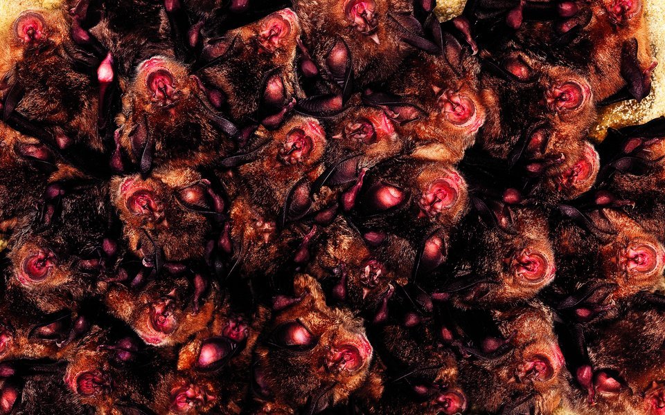 Nur wenige Kolonien der Grossen Hufeisennase sind in der Schweiz bekannt.