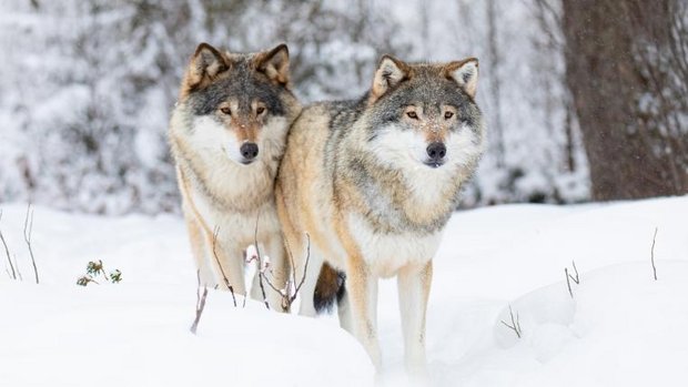 Zwei Wölfe im Schnee