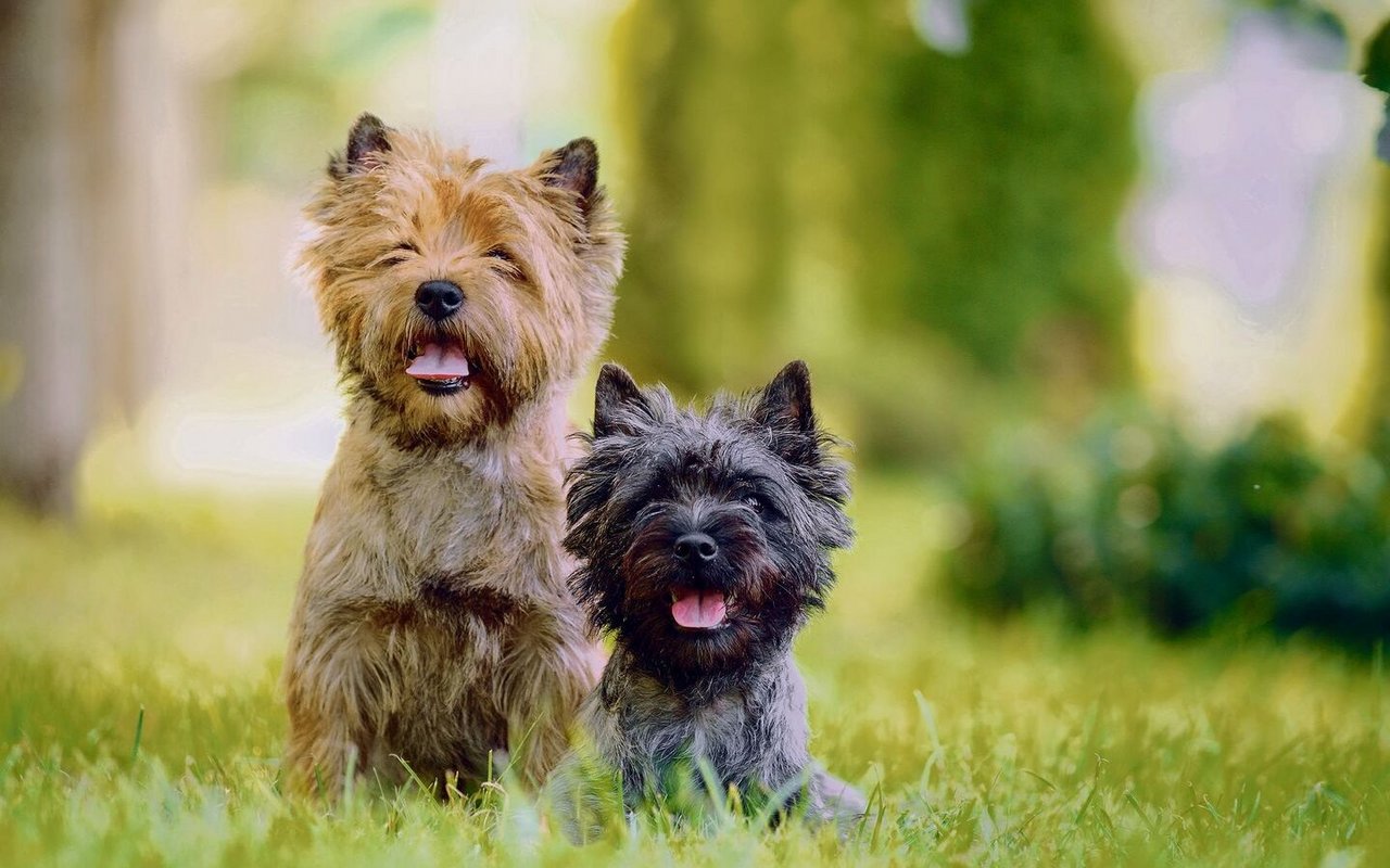 Cairn Terriers gibt es in verschiedenen Farben, von cremefarben bis fast schwarz.
