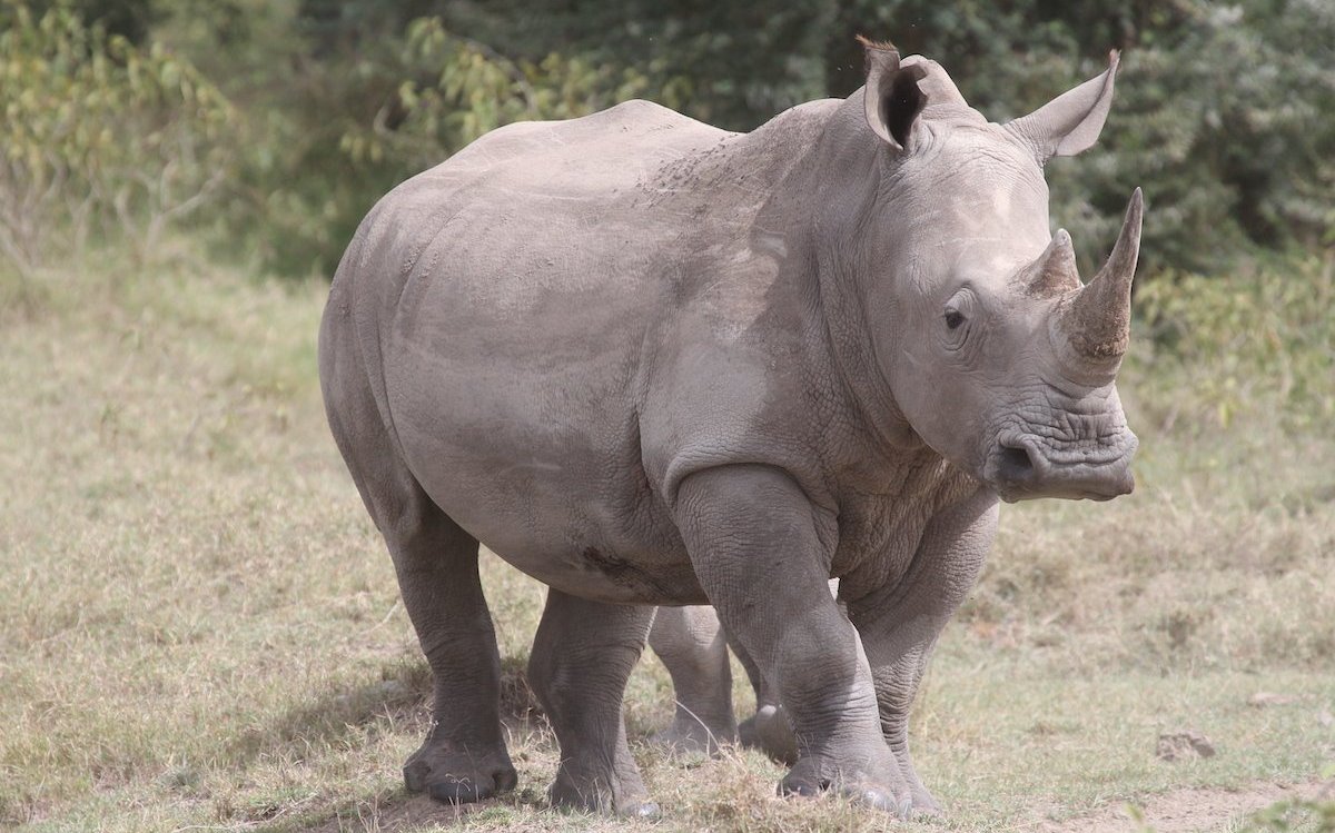 Ein Breitmaulnashorn unterwegs in der Savanne am Nakurusee in Kenia. 