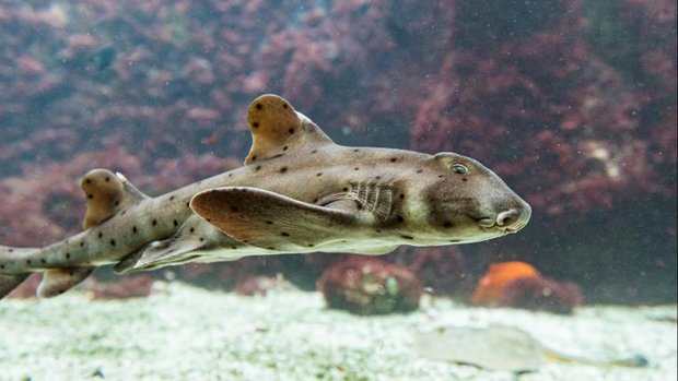 Stierkopfhai im Zoo Basel