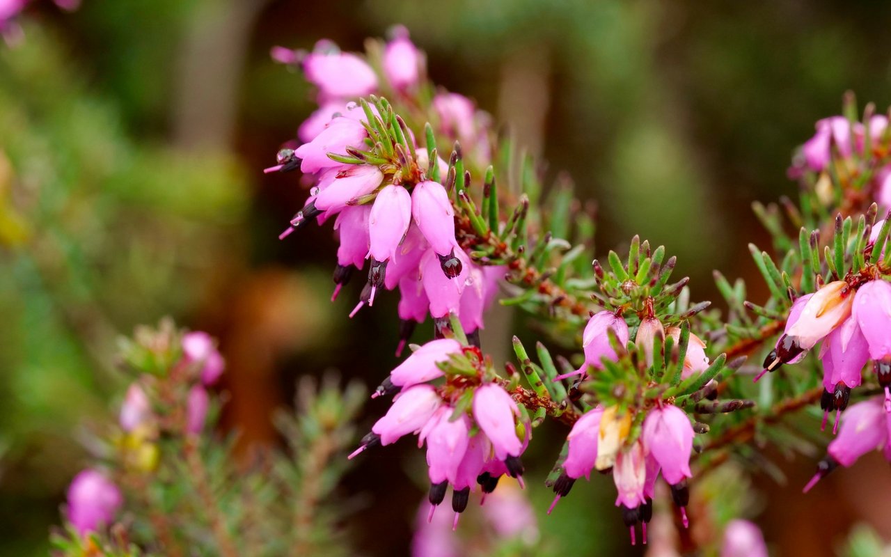 Schneeheide (Erica carnea)