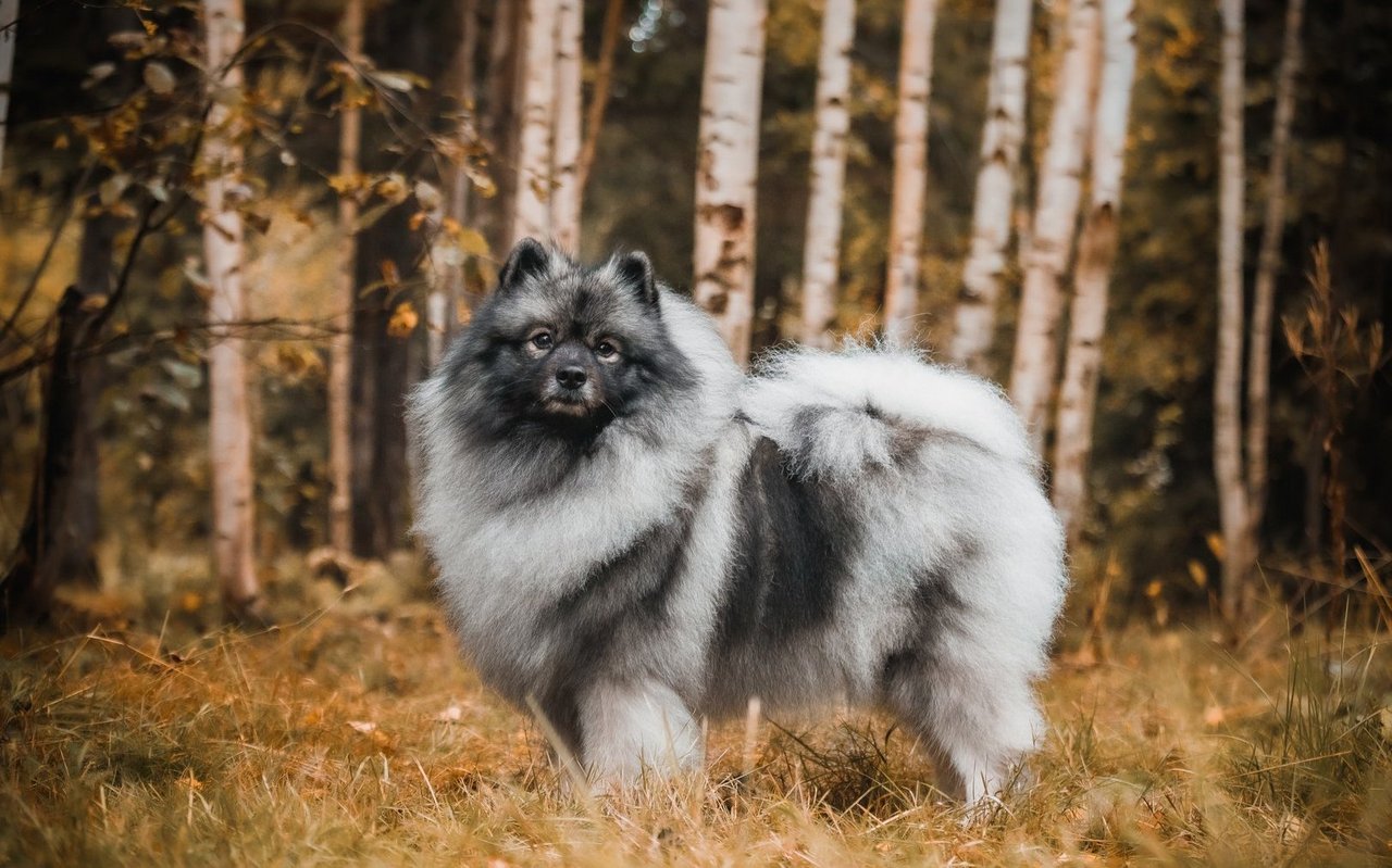 Der Wolfspitz fällt durch sein extrem dichtes, silbrig schimmerndes Fell und seine fuchsartige Gesichtsform auf.