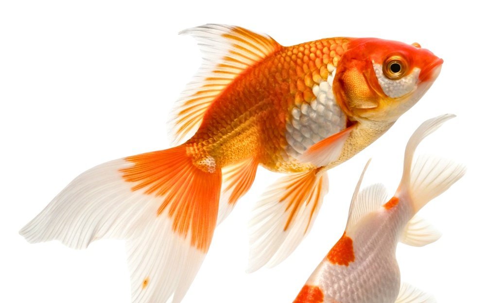 Goldfische sind lernfähig, haben ein gutes Gedächtnis und können komplexe Aufgaben lösen.