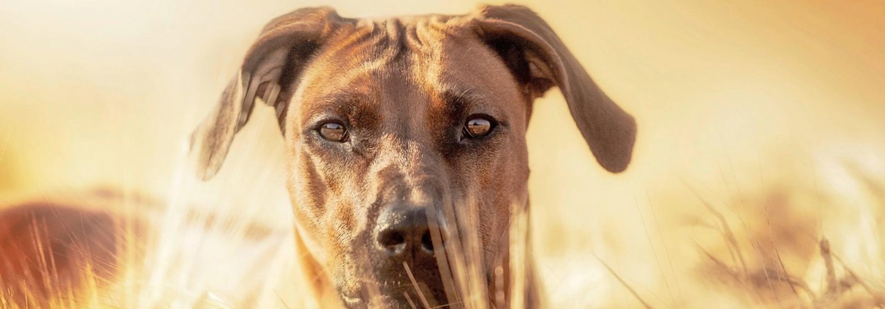 Vor allem in Kornfeldern lauert für den Hund die Gefahr der widerhakenbesetzten Grannen.