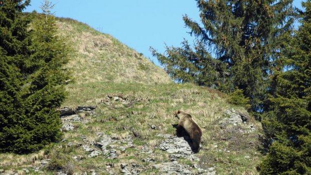 Bär im Kanton Bern