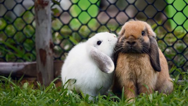 Zwergkaninchen sind das ganze Jahr über empfängnisbereit. Deshalb Achtung bei der Verpaarung!