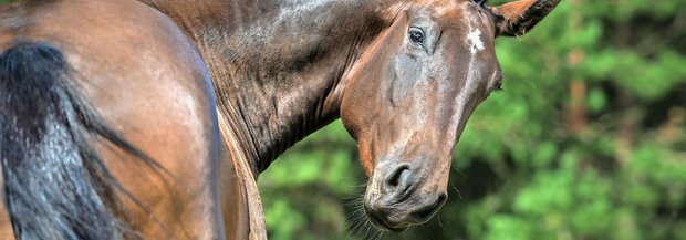 Pferd schaut nach hinten