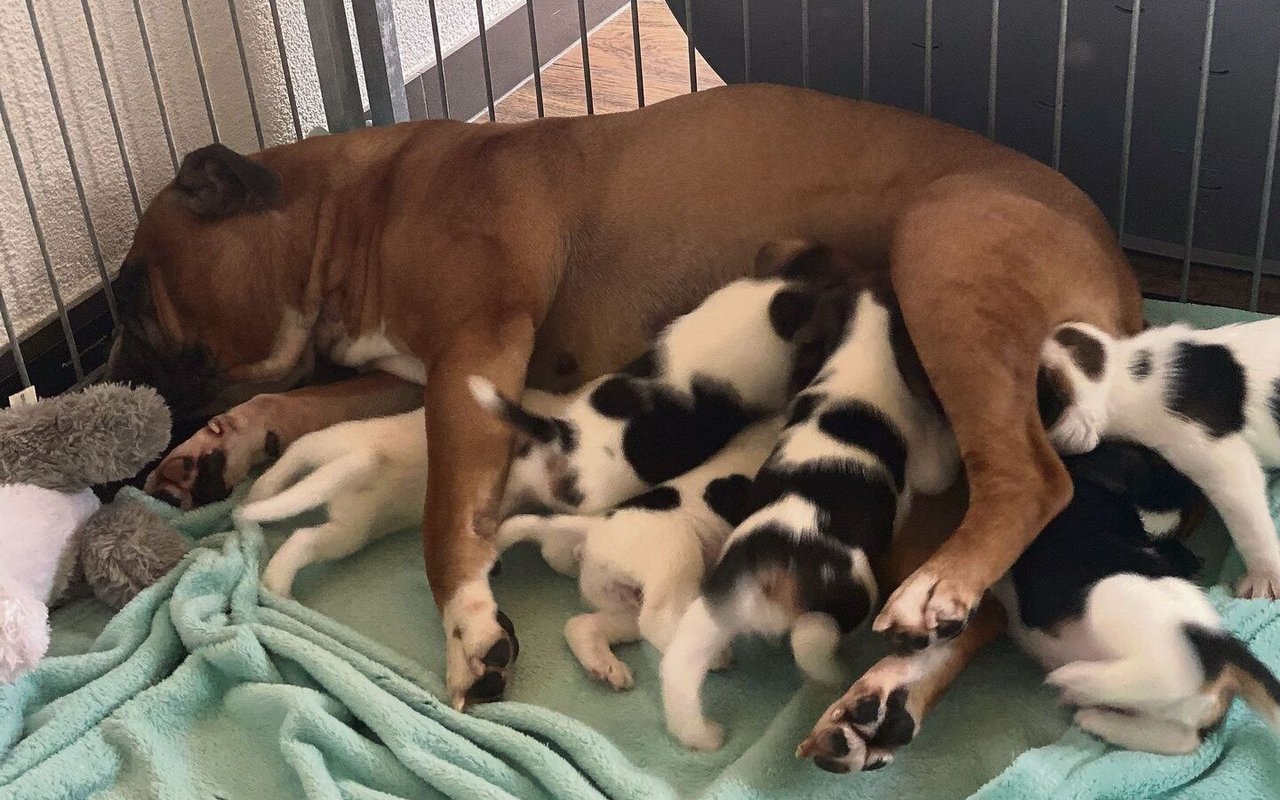 Conti-Dame Kira Daisy säugt die Beagle-Welpen von Cleo.