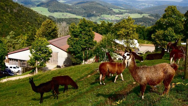 Lamas der Familie Räuftlin oberhalb des Wasserfallenhofs.