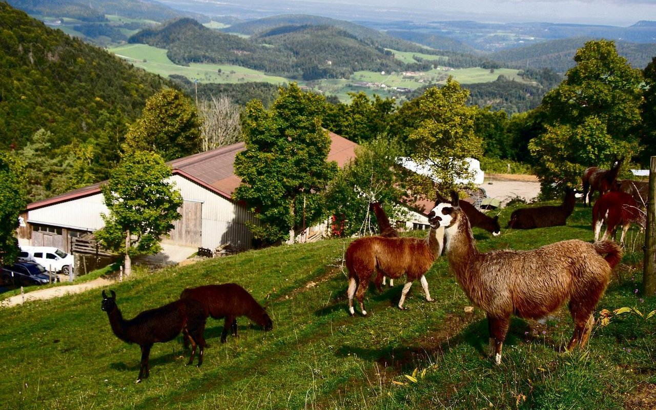 Lamas der Familie Räuftlin oberhalb des Wasserfallenhofs.