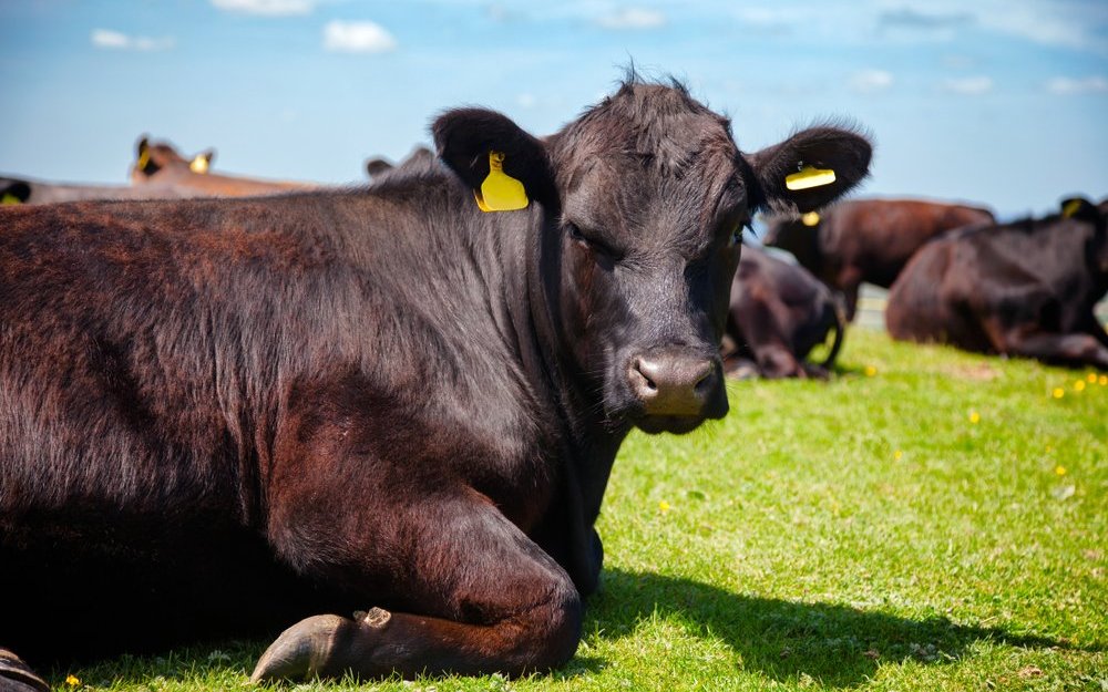 Es gibt auch genetisch hornlose Rinder wie die Black Aberdeen Angus.