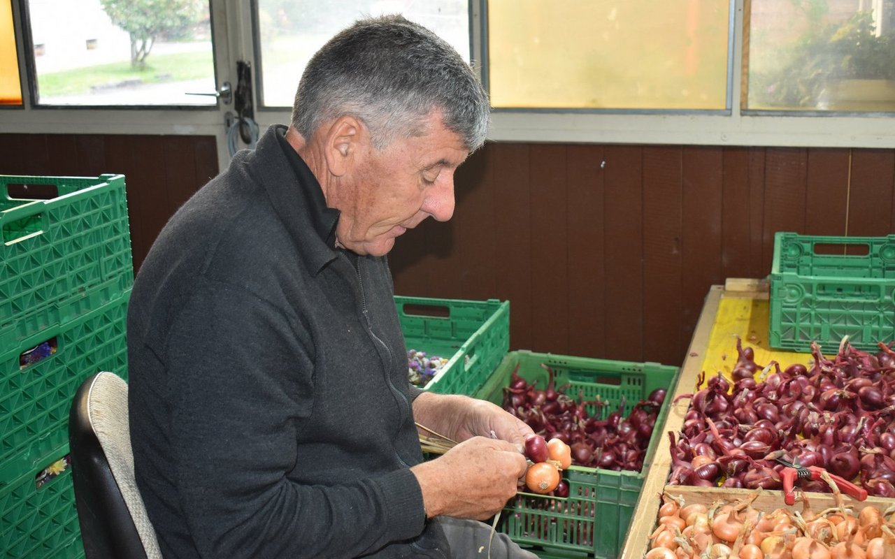 Zweieinhalb Minuten braucht der Seeländer für einen einzelnen Zopf.